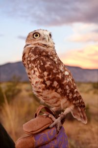 burrowing owl close up
