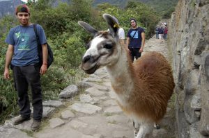 llama at Machu Picchu 1