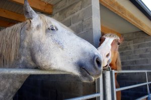 Wine Country Horses