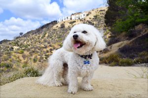 Benji at Hollywood sign (horizonal) 1