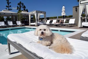 Benji at pool 1