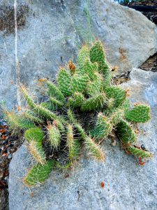 prickly pear cactus