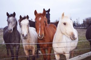 connemara-ponies-1