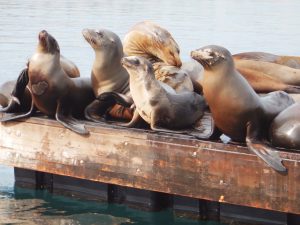 sea-lions-horizontal-1