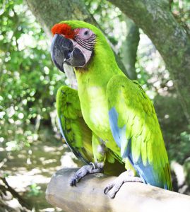 parrot-1